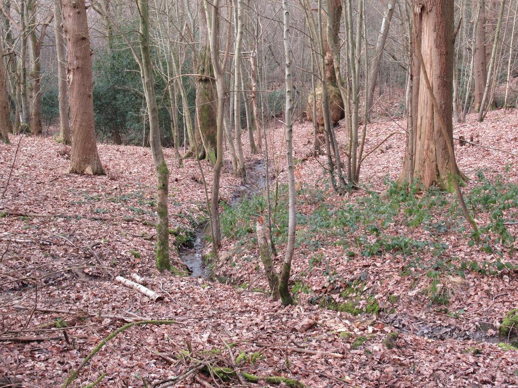 Darch’s Wood
